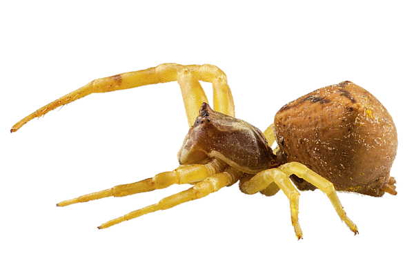 Crab Spiders PNG Image