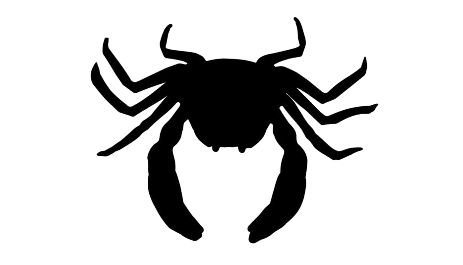 Crab Spiders PNG Isolated Image