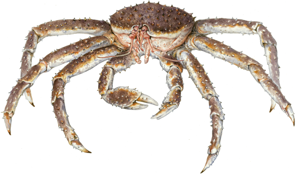 Crab Spiders PNG Isolated Photo
