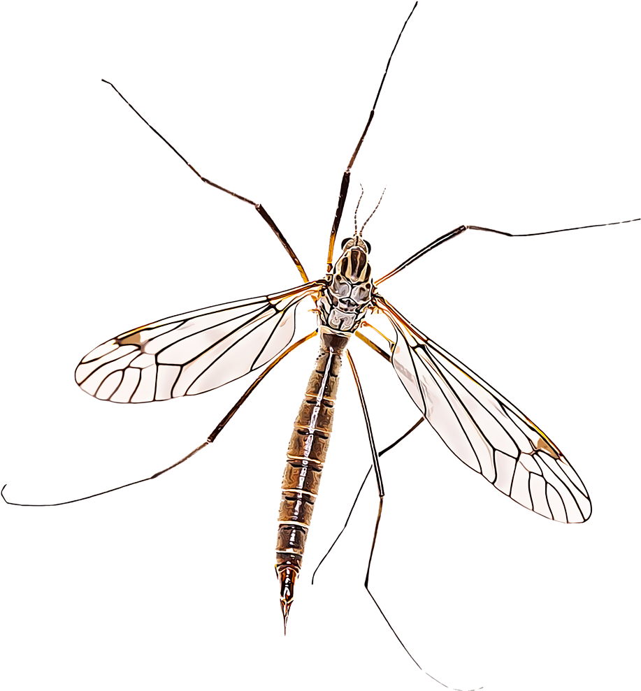 Crane Fly PNG Isolated Pic