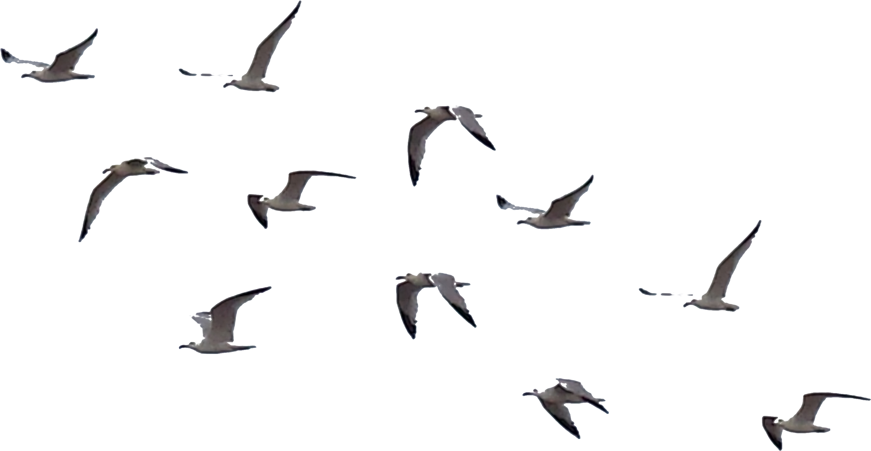 Crows Download PNG Image