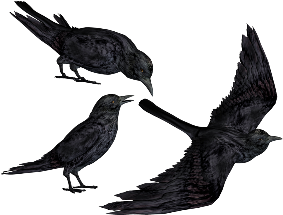 Crows PNG File