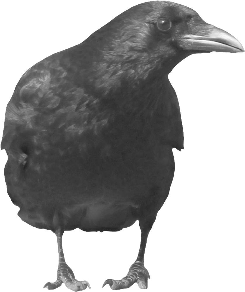 Crows PNG Free Download