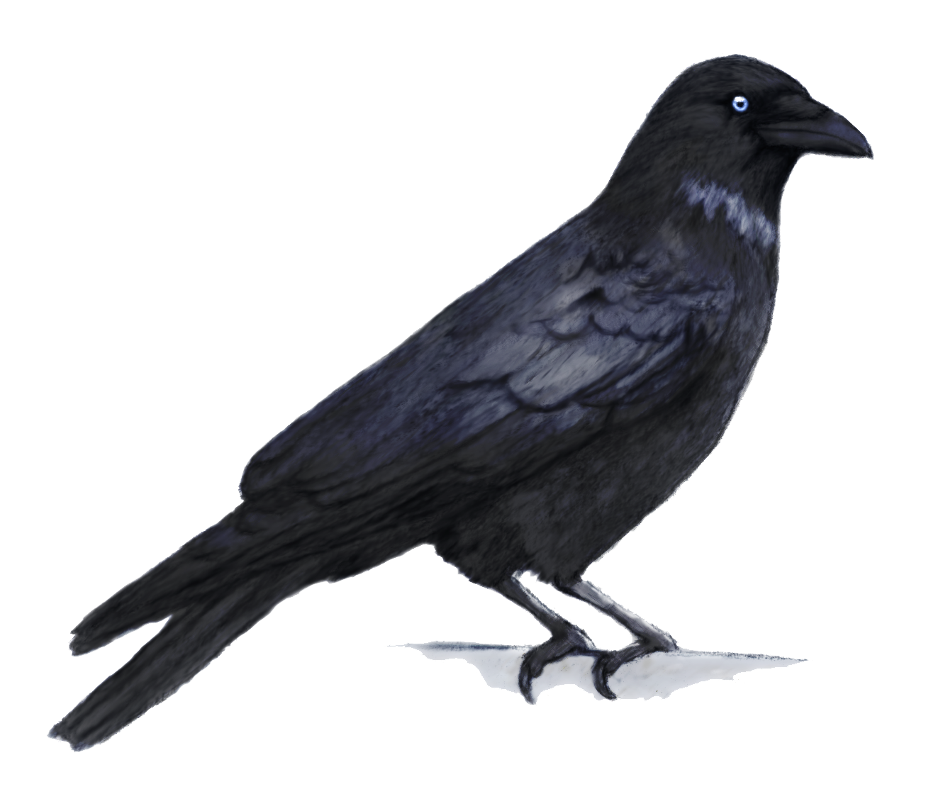 Crows PNG HD Isolated