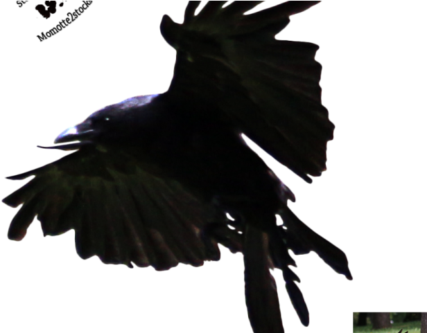 Crows PNG HD