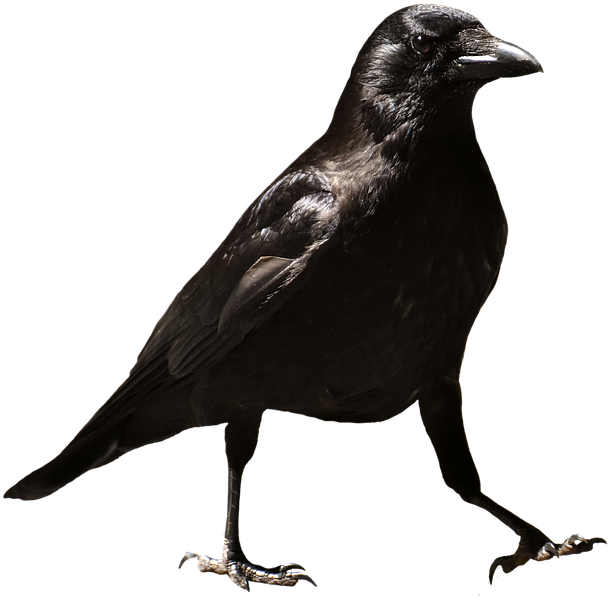 Crows PNG Isolated File