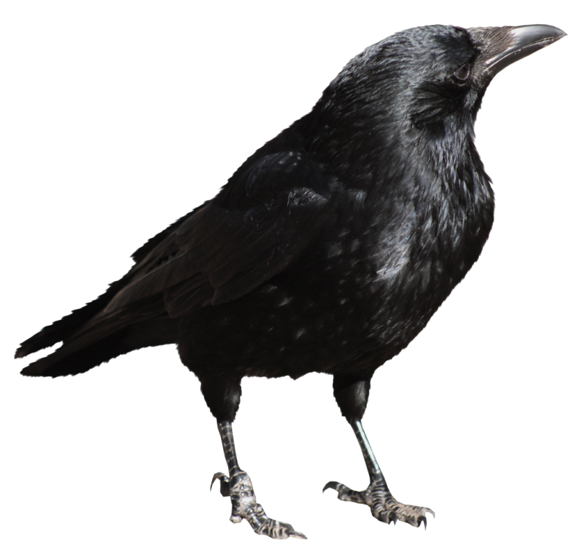 Crows PNG Isolated Image