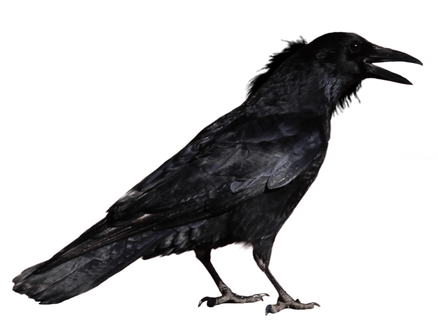 Crows PNG Isolated Pic