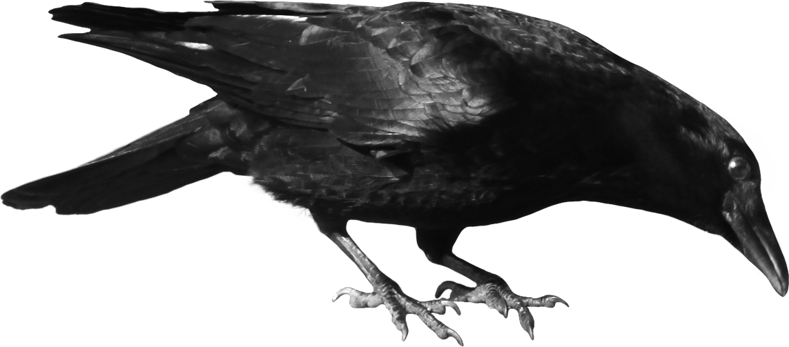 Crows PNG Photos