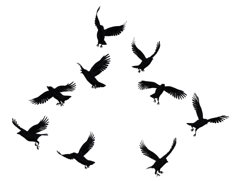 Crows PNG Pic