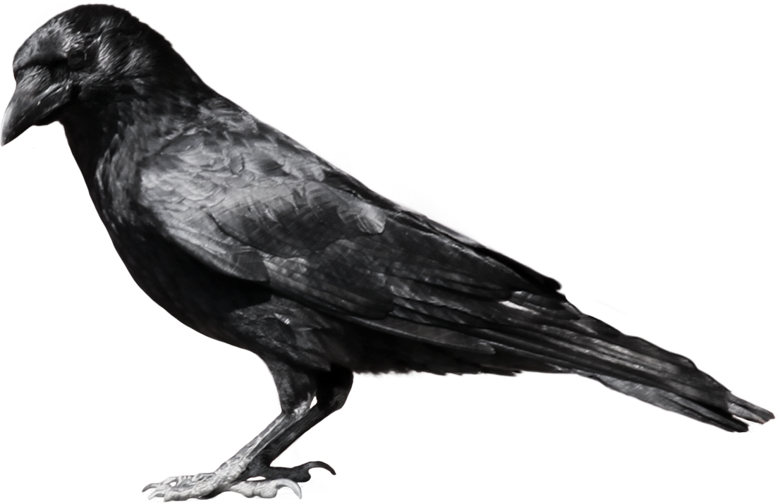 Crows PNG Picture