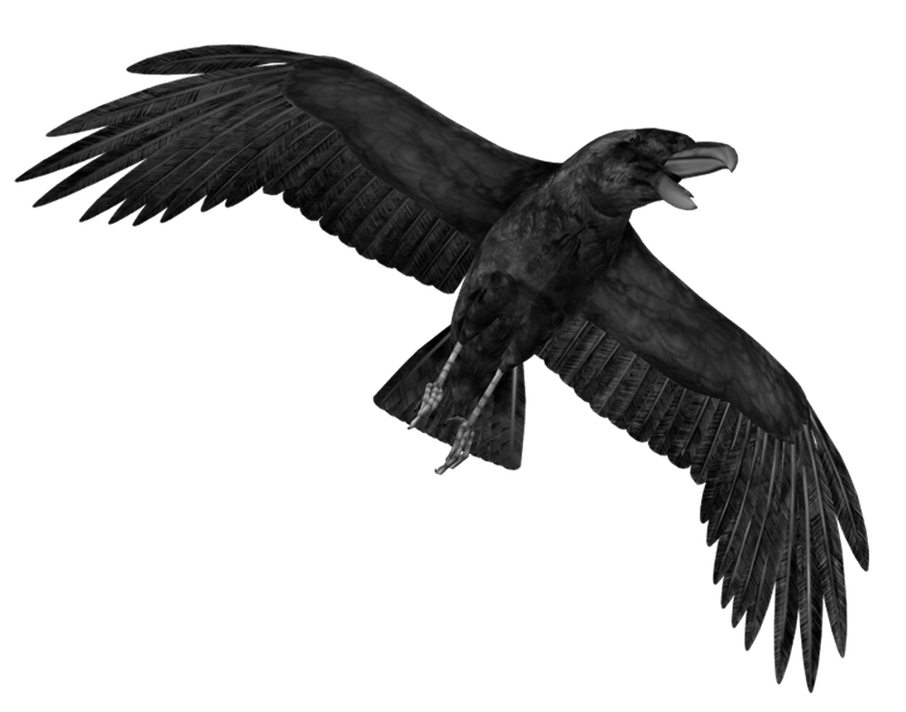 Crows PNG Transparent