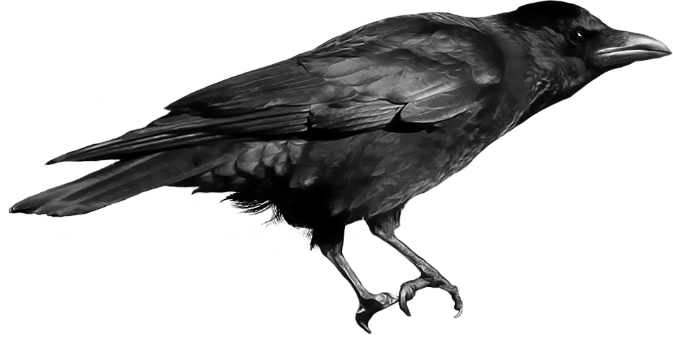 Crows Transparent PNG
