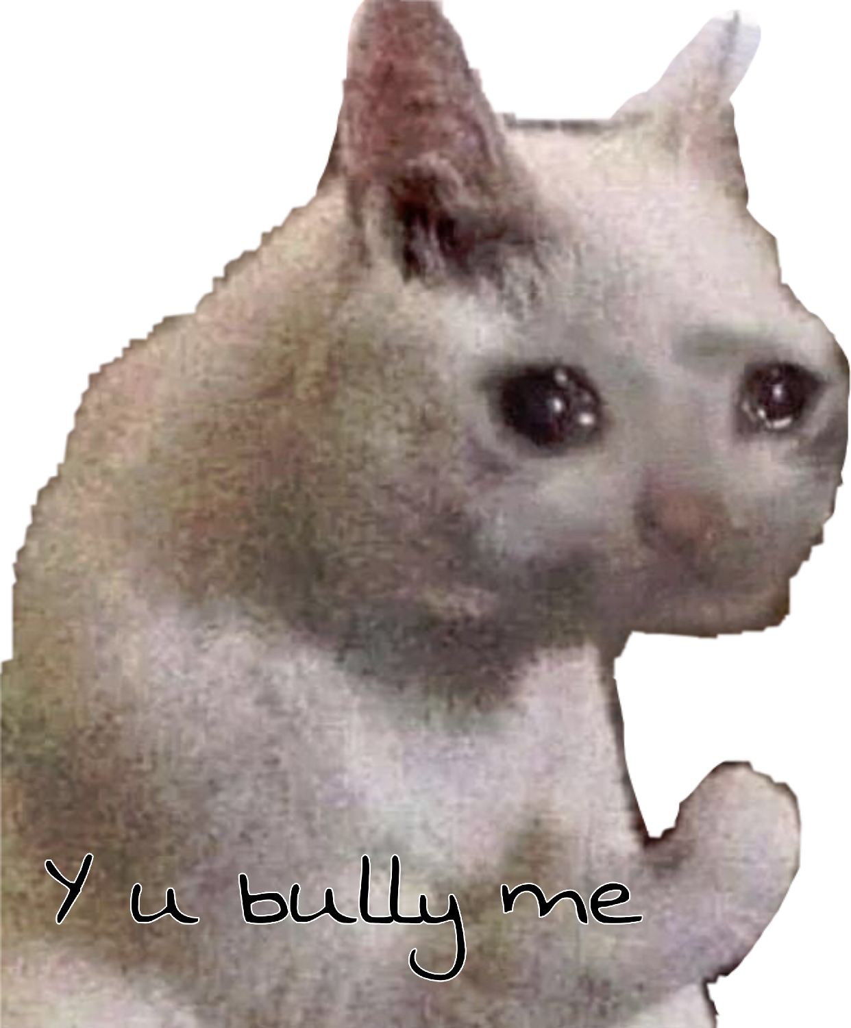 Crying Cat Meme Download PNG Image