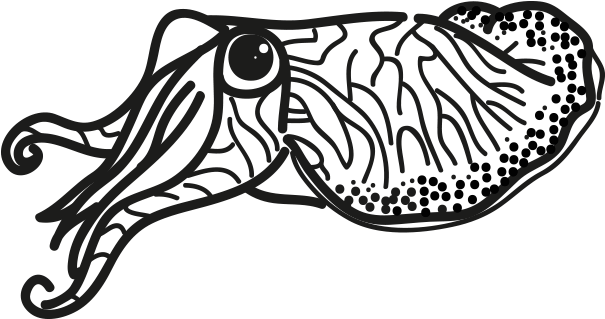 Cuttlefishes PNG Free Download