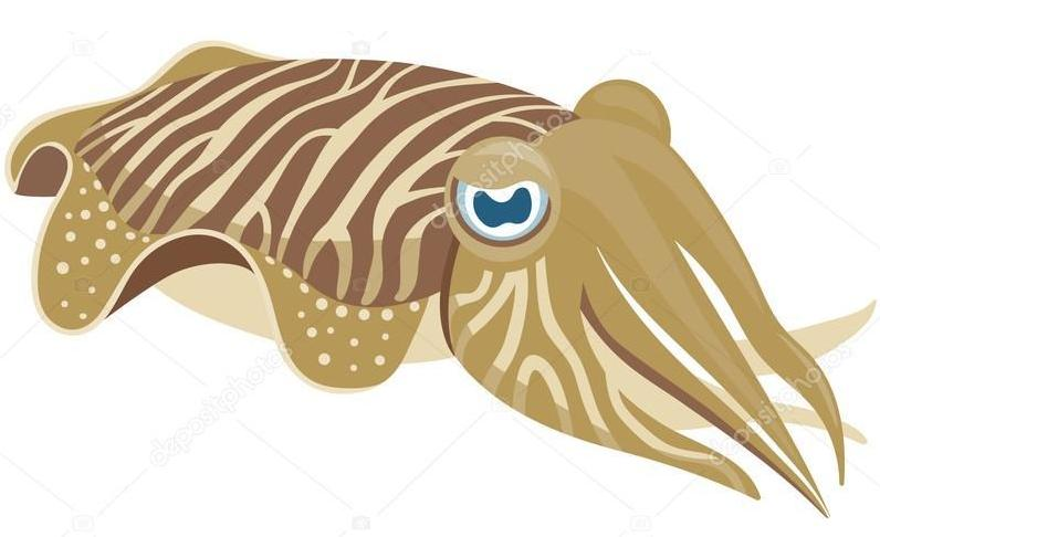 Cuttlefishes PNG Isolated File