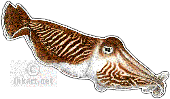 Cuttlefishes PNG Isolated Image