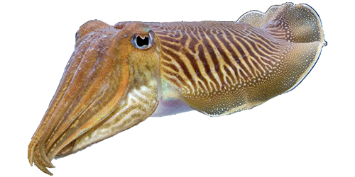 Cuttlefishes PNG Picture