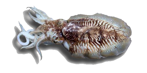Cuttlefishes PNG