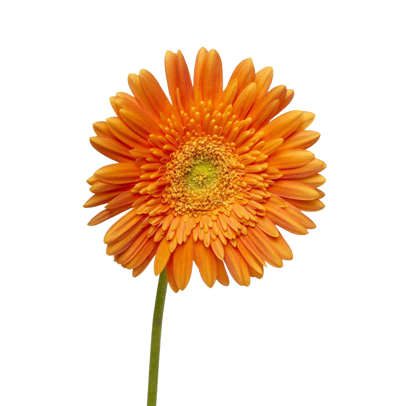 Dahlias PNG Isolated Pic