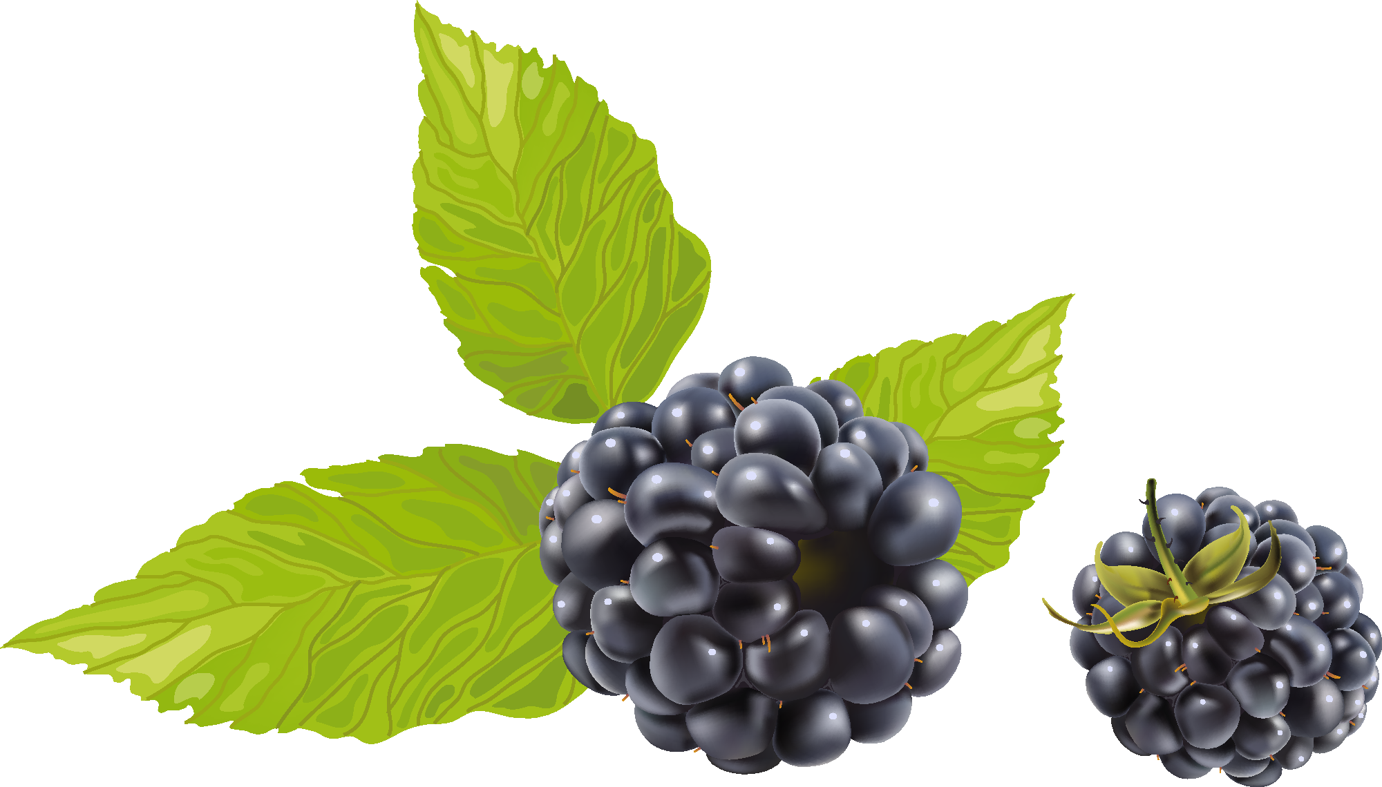 Dewberry PNG Image