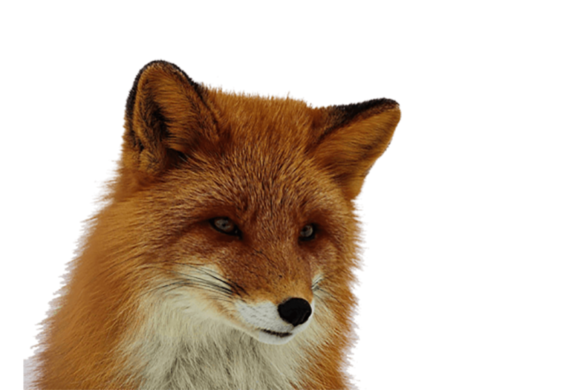 Dhole Download PNG Image