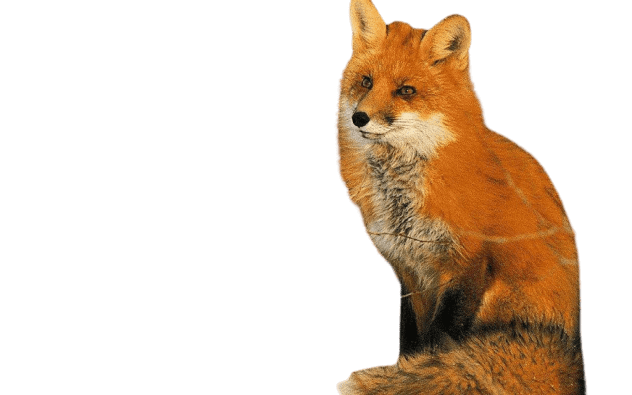 Dhole PNG File