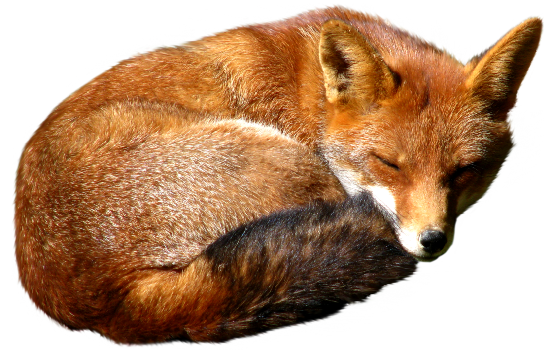 Dhole PNG HD Isolated