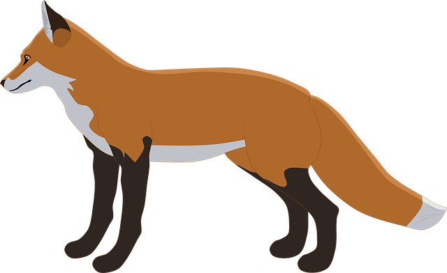 Dhole PNG HD