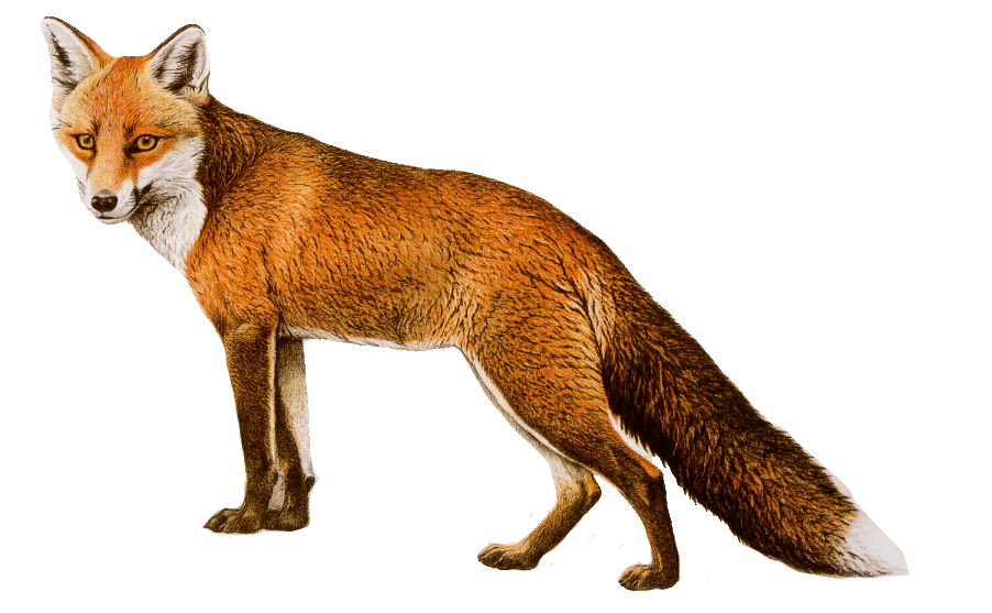 Dhole PNG Isolated File