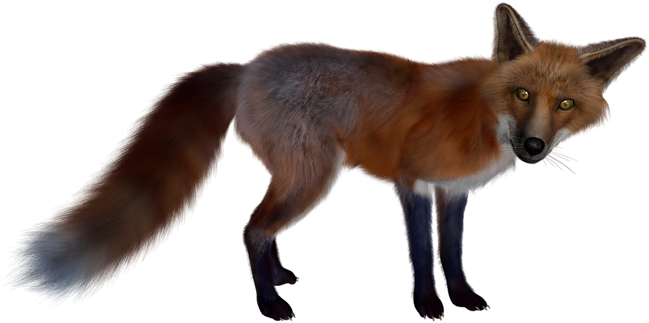 Dhole PNG Isolated Pic