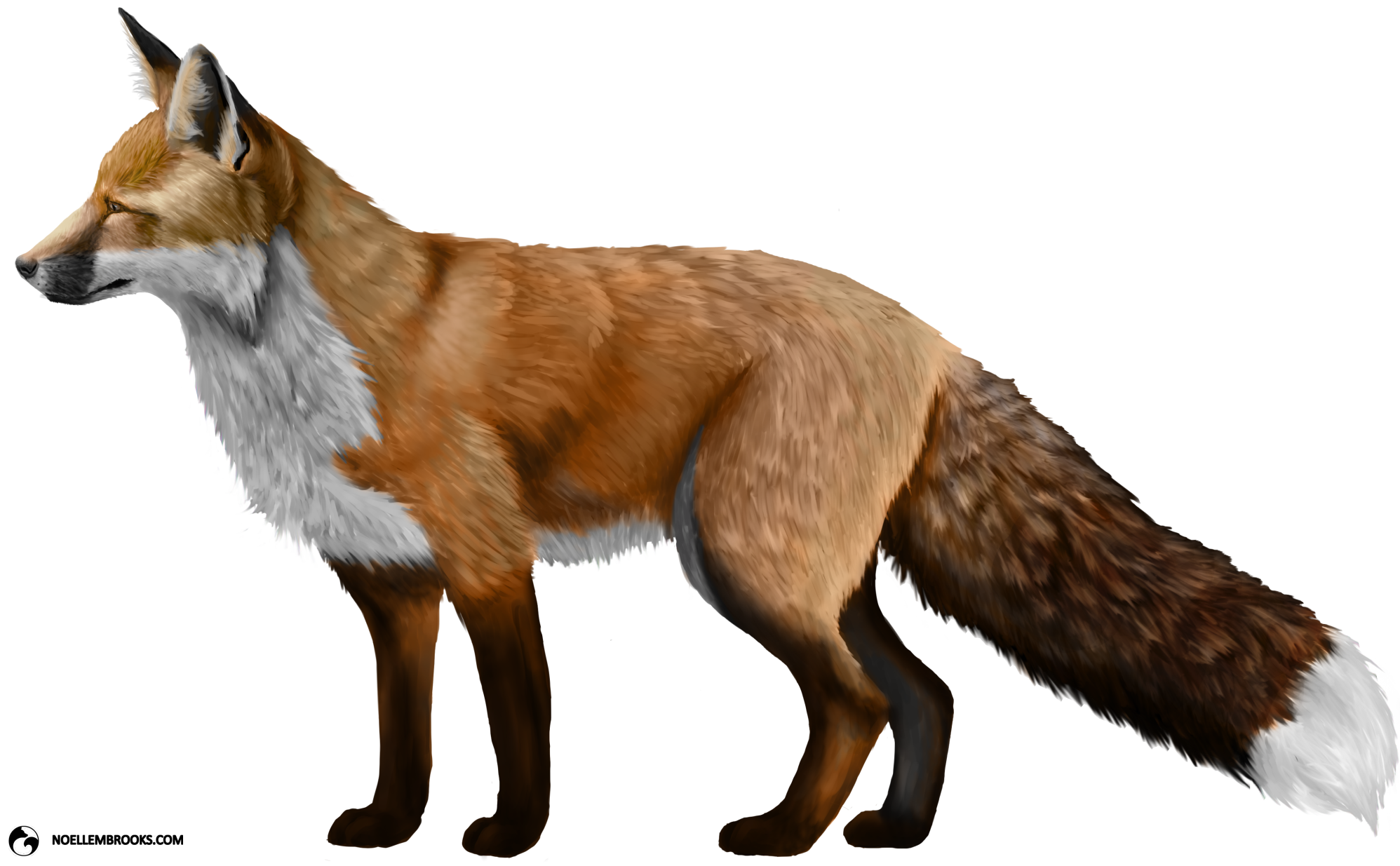 Dhole PNG Pic