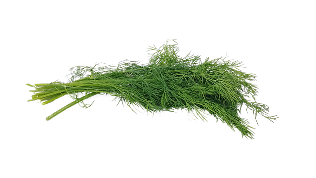 Dill PNG File