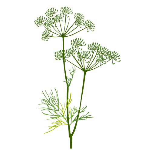 Dill PNG Pic