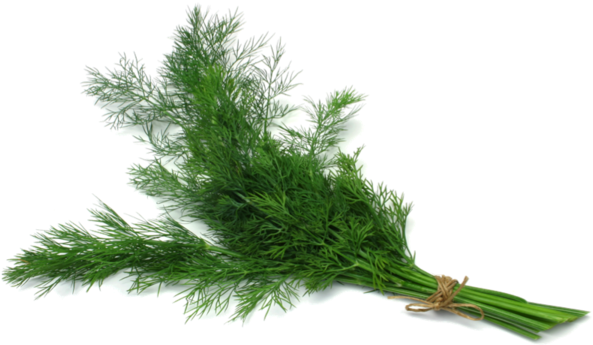 Dill PNG