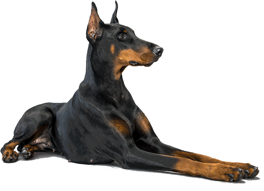 Doberman PNG Isolated File