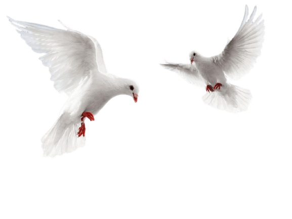 Dove PNG Image