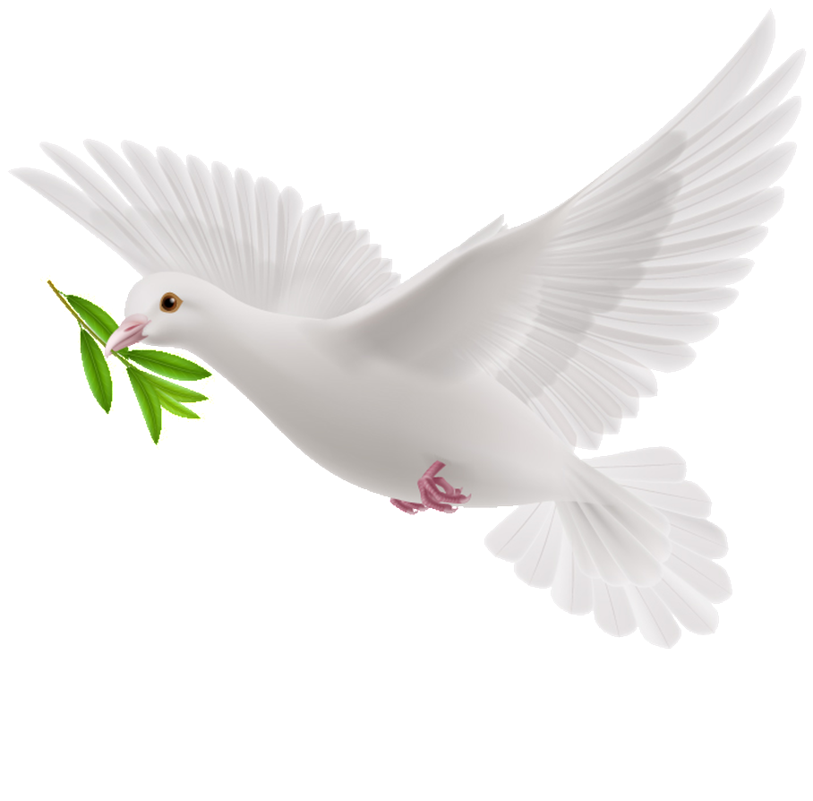 Dove PNG Isolated File