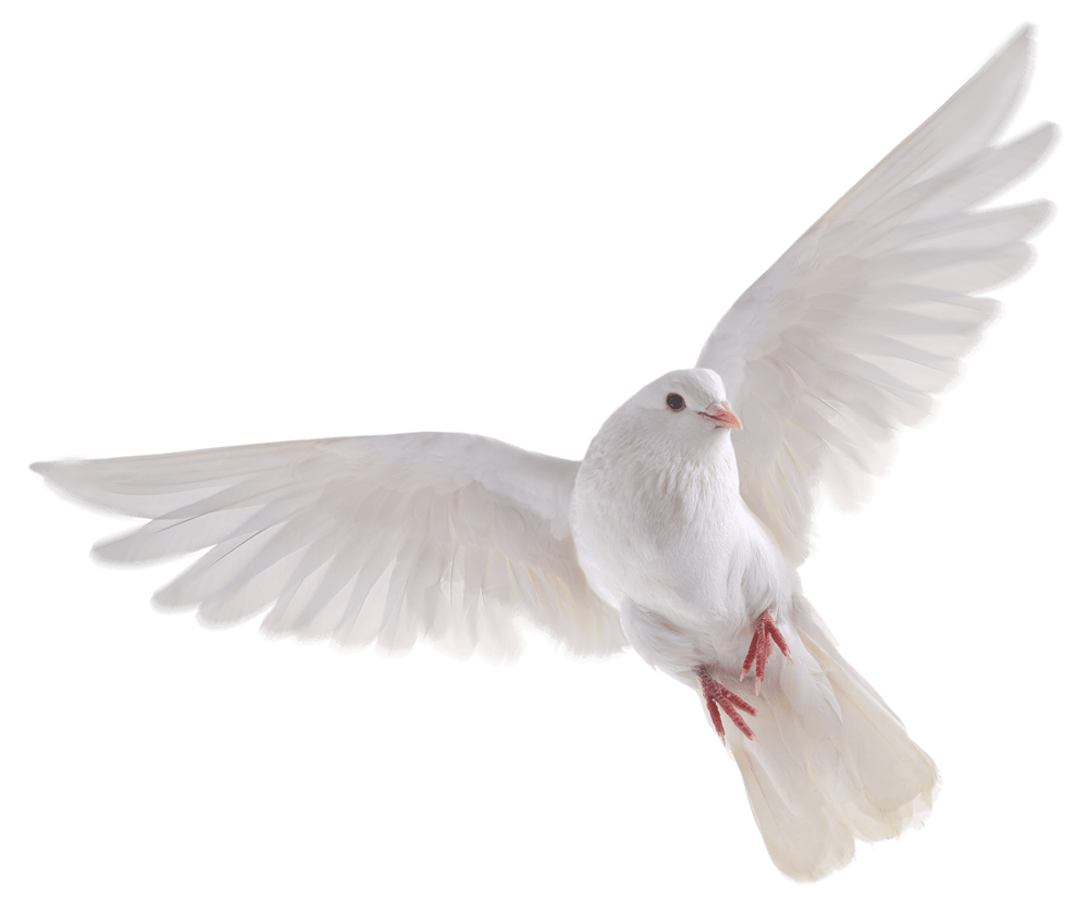 Dove PNG Isolated HD