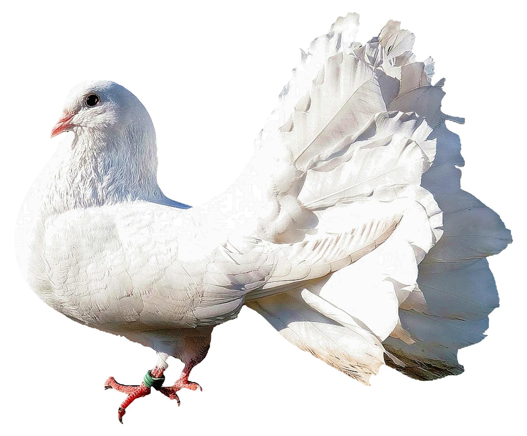 Dove PNG Isolated Photo