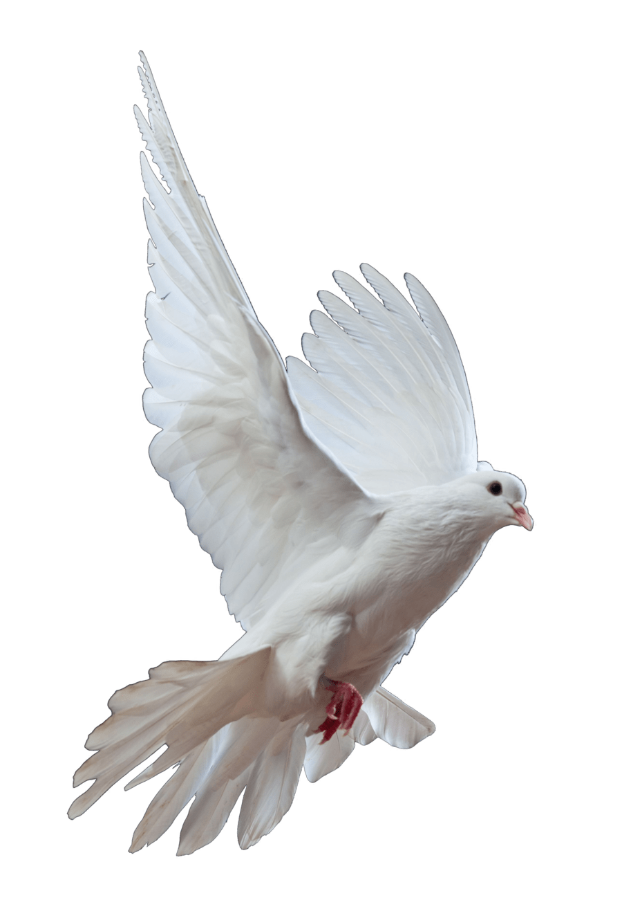 Dove PNG Pic