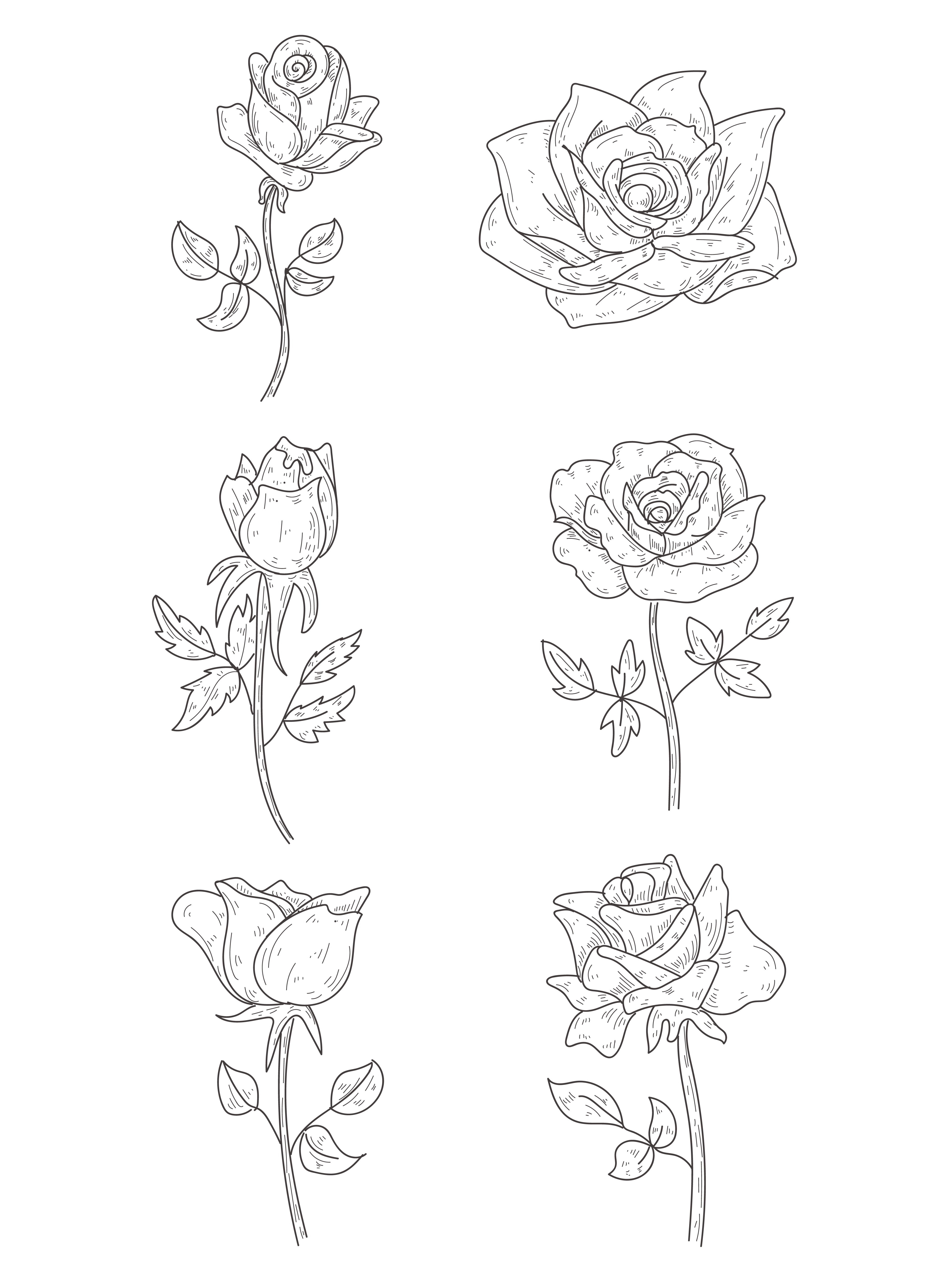 Drawing Of A Rose PNG Image