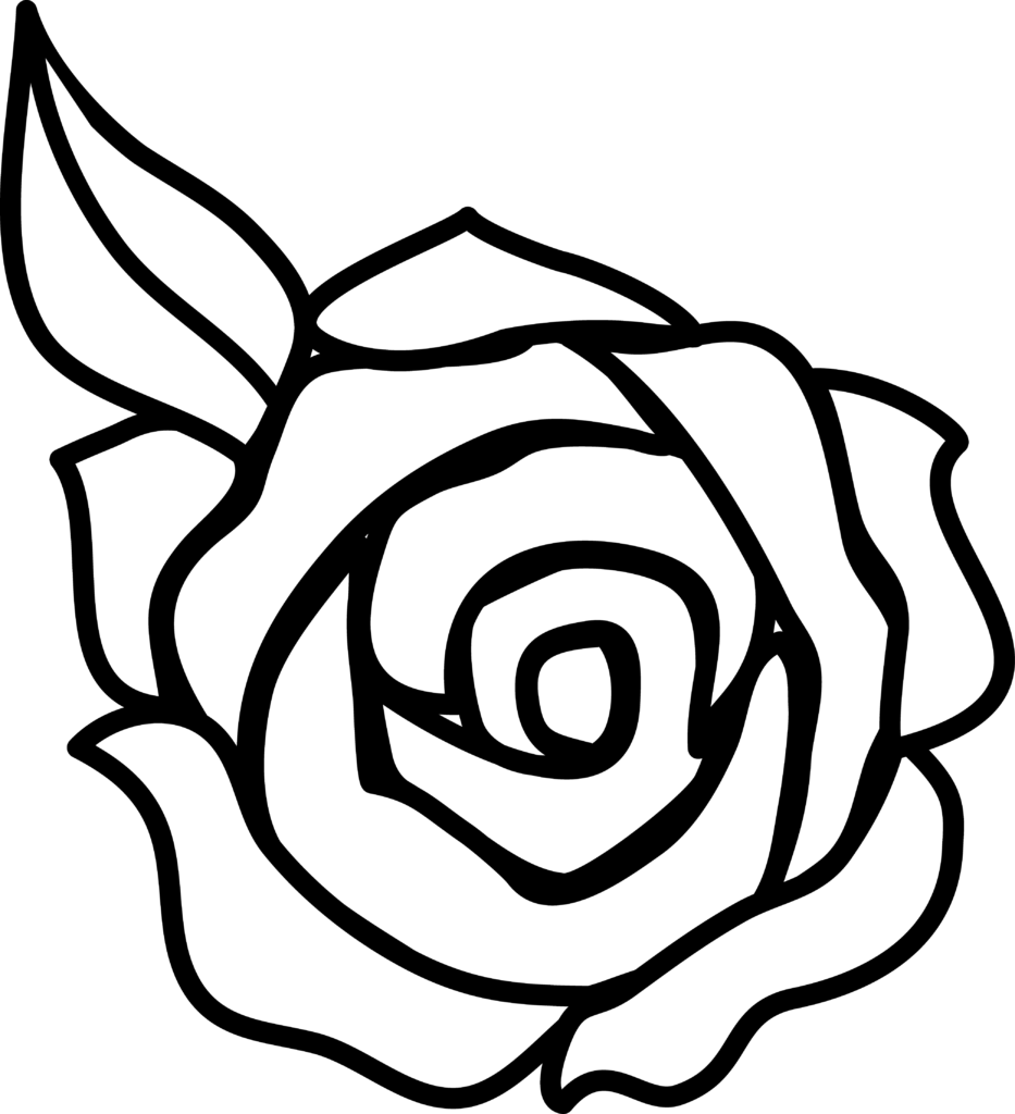 Drawing Of A Rose PNG Isolated Photo