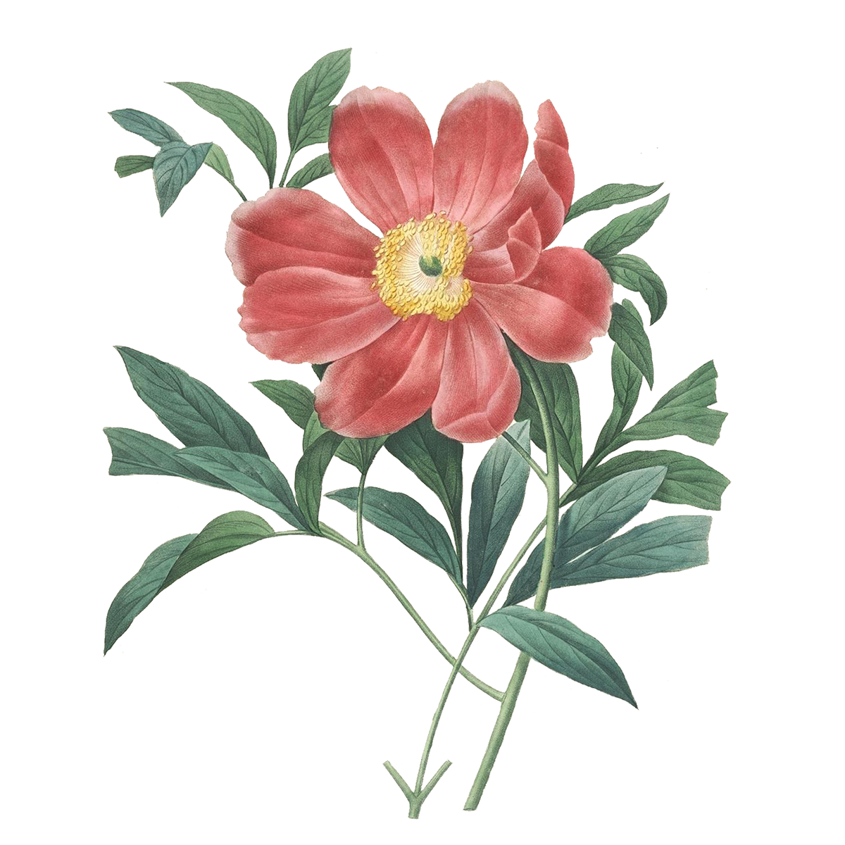 Drawing Of A Rose PNG Isolated Photos