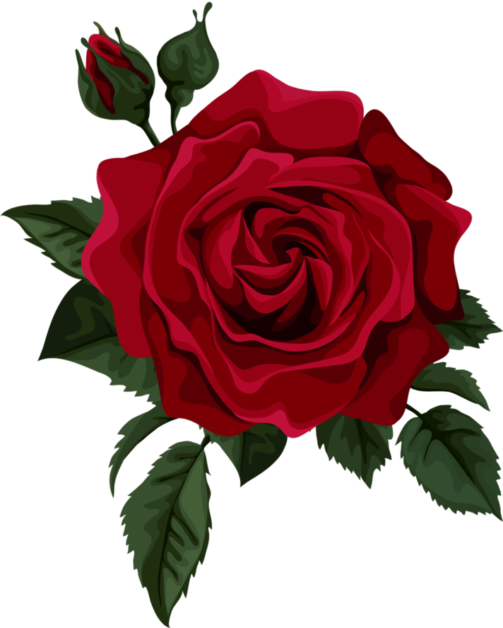 Drawing Of A Rose PNG Picture