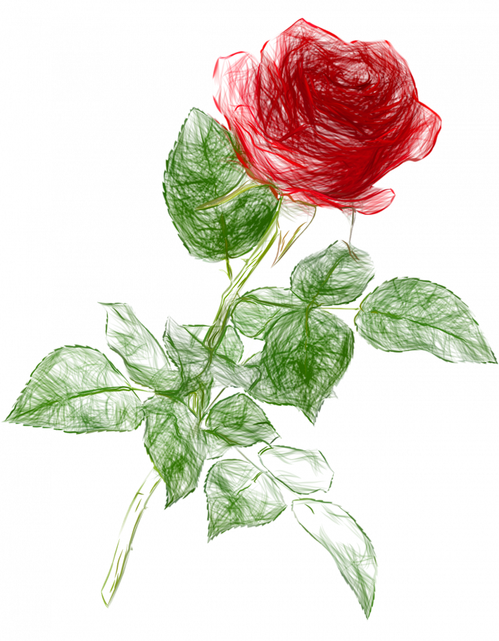 Drawing Of A Rose PNG Transparent