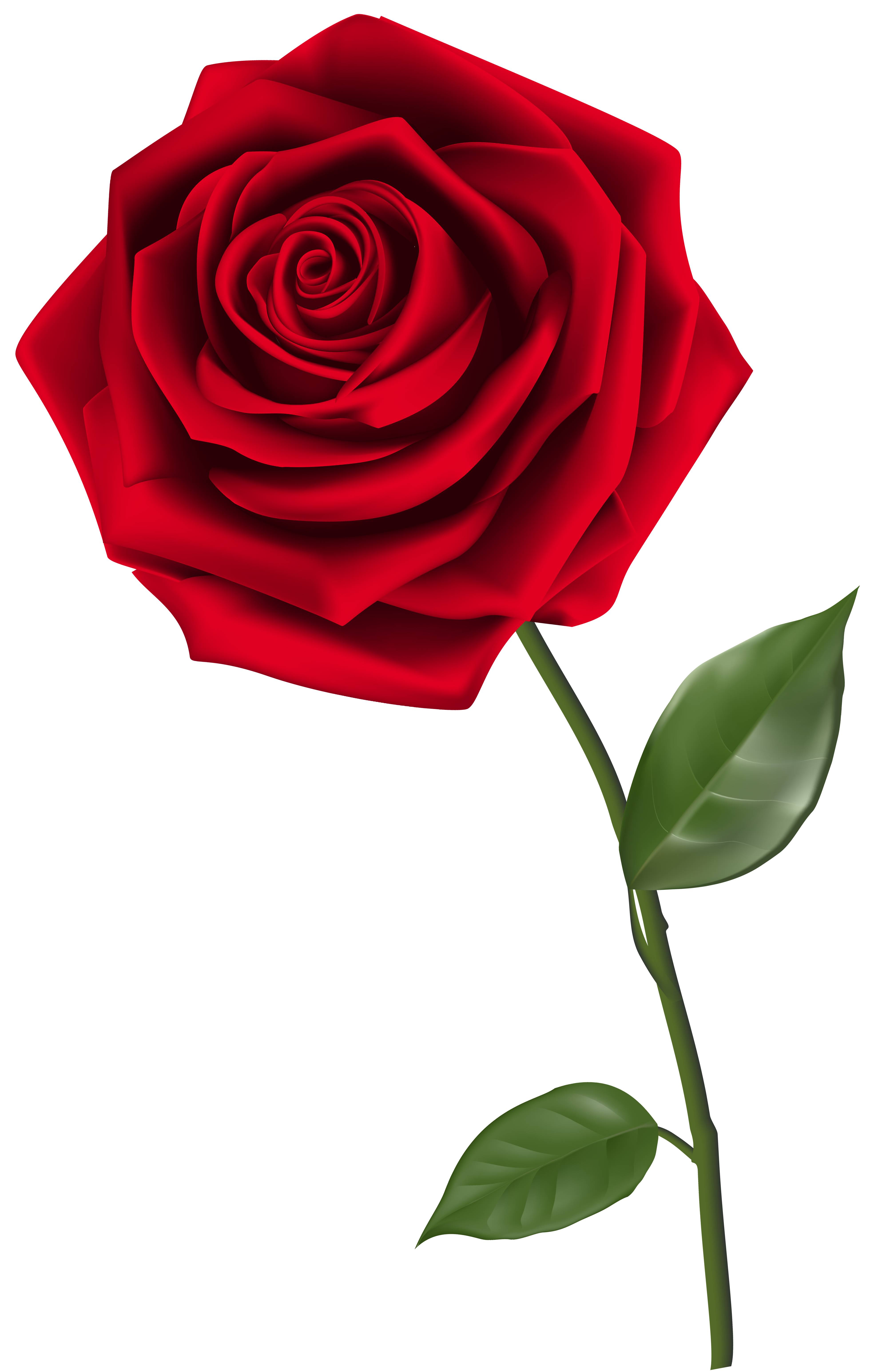 Drawing Of Roses PNG Isolated Pic