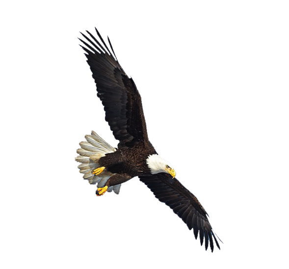 Eagles PNG Isolated HD