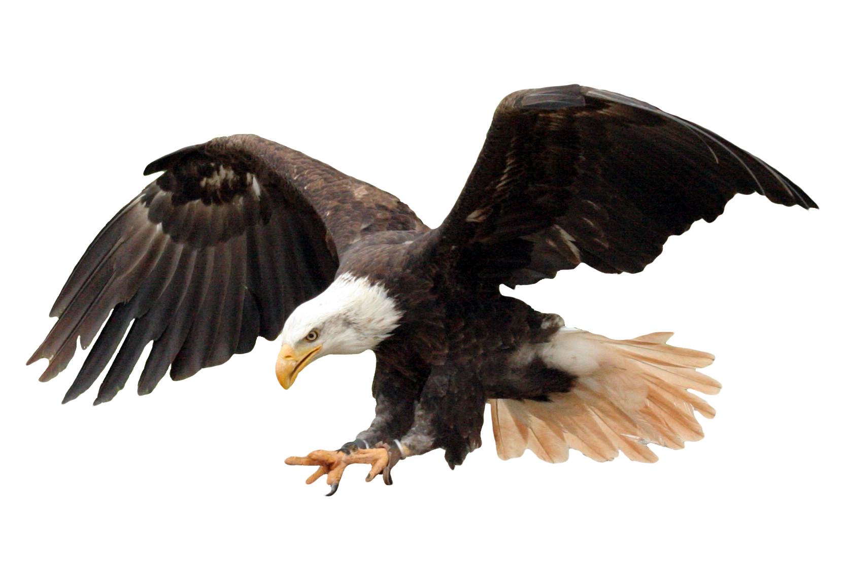 Eagles PNG Picture