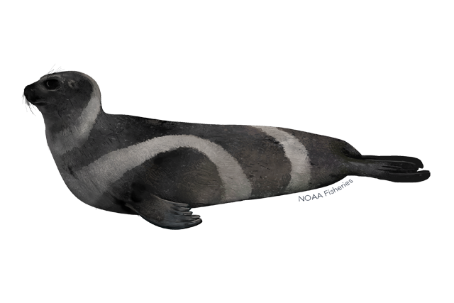 Eared Seals PNG Clipart
